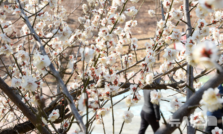 [울산=뉴시스] 배병수 기자 = 완연한 봄날씨를 보인 20일 오전 울산 남구 선암호수공원에 매화가 꽃망울을 터뜨려 봄소식을 전하고 있다. 2026.02.20. bbs@newsis.com.