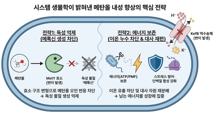 [울산=뉴시스] 고농도 메탄올에서 1.68배 빠르게 증식하도록 진화된 슈퍼 균주의 유전자 변이 (사진=UNIST 제공) photo@newsis.com *재판매 및 DB 금지
