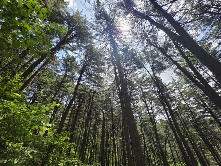충북도 도유림. (사진=충북도 제공) *재판매 및 DB 금지