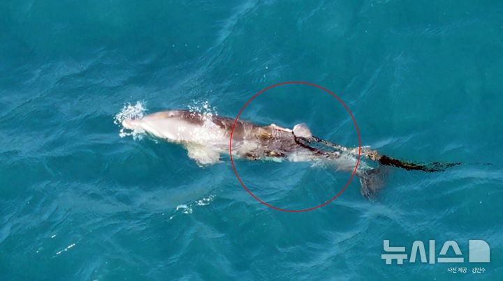 [제주=뉴시스] 22일 오후 제주 서귀포시 대정읍 해상에서 폐어구에 의해 등지느러미 대부분이 잘려나간 남방큰돌고래가 유영하고 있다. (사진=해양환경단체 핫핑크돌핀스 제공) 2026.02.22. photo@newsis.com 