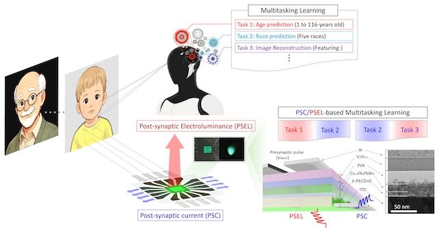 [서울=뉴시스] 이중 출력 전계발광 시냅스 어레이 디바이스와 인공 뇌에서 영감을 받은 멀티태스킹 학습 아키텍처. (사진=고려대 제공) 2026.02.23. photo@newsis.com *재판매 및 DB 금지