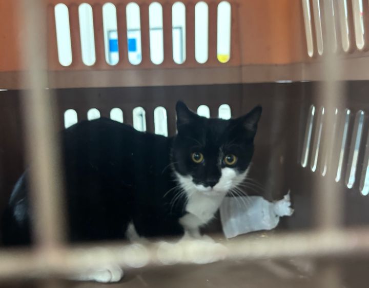 [광명=뉴시스]중성화수술을 위해 광명시가 포획한 길고양이.(사진=광명시 제공)2026.02.23.photo@newsis.com *재판매 및 DB 금지