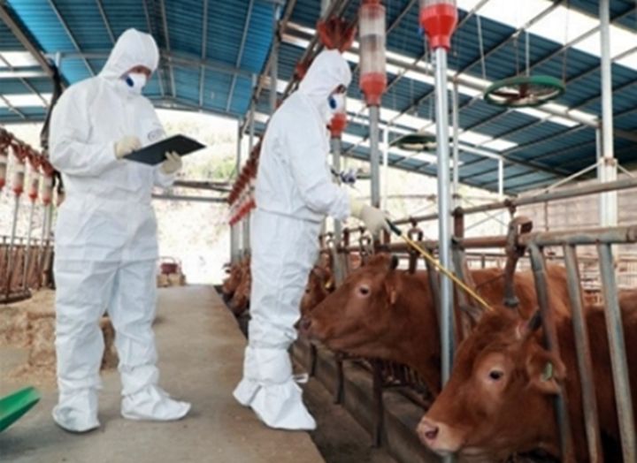 충북도 구제역 예방 백신 일제 접종. (사진=충북도 제공) *재판매 및 DB 금지