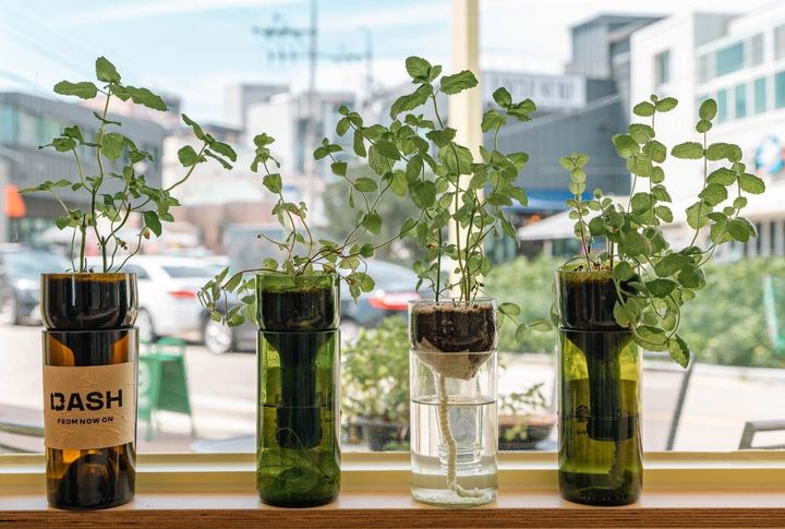 [양양=뉴시스] 양양군 새활용센터가, 폐유리병인 와인병, 수입맥주병을 활용한 허브보틀 반려식물 화분.(사진=양양군 제공)photo@newsis.com *재판매 및 DB 금지