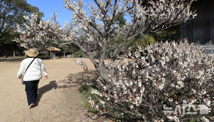 [서귀포=뉴시스] 우장호 기자 = 미세먼지가 걷히고 맑은 날씨를 보인 23일 오전 제주 서귀포시 대정읍 노리매공원에 매화꽃이 활짝 피어나 나들이에 나선 관광객들의 시선을 사로 잡고 있다. 기상청에 따르면 제주도는 24일부터 비가 시작돼 25일까지 최대 80㎜에 이르는 많은 비가 내릴 것으로 예측됐다. 2026.02.23. woo1223@newsis.com