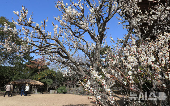 [서귀포=뉴시스] 우장호 기자 = 미세먼지가 걷히고 맑은 날씨를 보인 23일 오전 제주 서귀포시 대정읍 노리매공원에 매화꽃이 활짝 피어나 나들이에 나선 관광객들의 시선을 사로 잡고 있다. 기상청에 따르면 제주도는 24일부터 비가 시작돼 25일까지 최대 80㎜에 이르는 많은 비가 내릴 것으로 예측됐다. 2026.02.23. woo1223@newsis.com