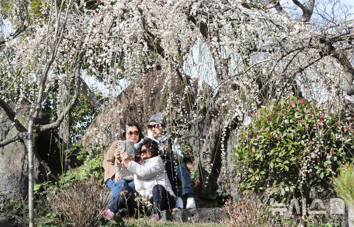 [서귀포=뉴시스] 우장호 기자 = 미세먼지가 걷히고 맑은 날씨를 보인 23일 오전 제주 서귀포시 대정읍 노리매공원에 매화꽃이 활짝 피어나 나들이에 나선 관광객들의 시선을 사로 잡고 있다. 기상청에 따르면 제주도는 24일부터 비가 시작돼 25일까지 최대 80㎜에 이르는 많은 비가 내릴 것으로 예측됐다. 2026.02.23. woo1223@newsis.com