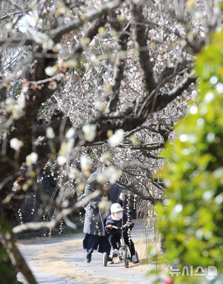 [서귀포=뉴시스] 우장호 기자 = 미세먼지가 걷히고 맑은 날씨를 보인 23일 오전 제주 서귀포시 대정읍 노리매공원에 매화꽃이 활짝 피어나 나들이에 나선 관광객들의 시선을 사로 잡고 있다. 기상청에 따르면 제주도는 24일부터 비가 시작돼 25일까지 최대 80㎜에 이르는 많은 비가 내릴 것으로 예측됐다. 2026.02.23. woo1223@newsis.com