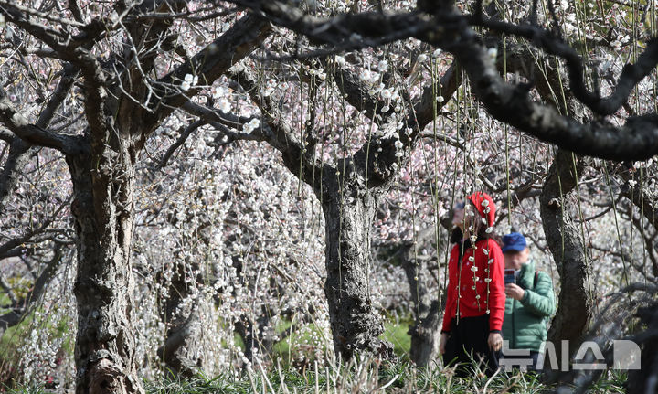[서귀포=뉴시스] 우장호 기자 = 미세먼지가 걷히고 맑은 날씨를 보인 23일 오전 제주 서귀포시 대정읍 노리매공원에 매화꽃이 활짝 피어나 나들이에 나선 관광객들의 시선을 사로 잡고 있다. 기상청에 따르면 제주도는 24일부터 비가 시작돼 25일까지 최대 80㎜에 이르는 많은 비가 내릴 것으로 예측됐다. 2026.02.23. woo1223@newsis.com