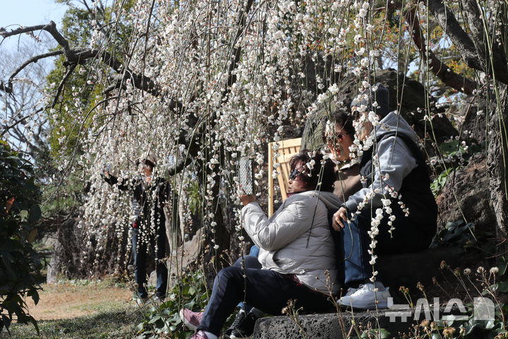 [서귀포=뉴시스] 우장호 기자 = 미세먼지가 걷히고 맑은 날씨를 보인 23일 오전 제주 서귀포시 대정읍 노리매공원에 매화꽃이 활짝 피어나 나들이에 나선 관광객들의 시선을 사로 잡고 있다. 기상청에 따르면 제주도는 24일부터 비가 시작돼 25일까지 최대 80㎜에 이르는 많은 비가 내릴 것으로 예측됐다. 2026.02.23. woo1223@newsis.com