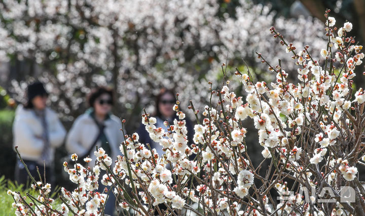 매화 활짝 핀 서귀포 [오늘의 한 컷]