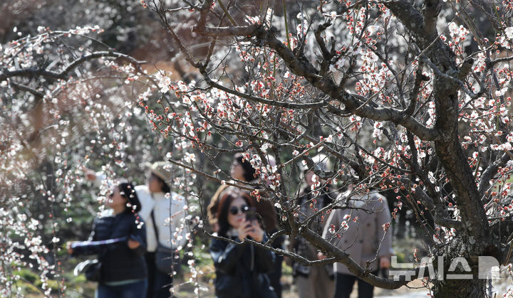 [서귀포=뉴시스] 우장호 기자 = 미세먼지가 걷히고 맑은 날씨를 보인 23일 오전 제주 서귀포시 대정읍 노리매공원에 매화꽃이 활짝 피어나 나들이에 나선 관광객들의 시선을 사로 잡고 있다. 기상청에 따르면 제주도는 24일부터 비가 시작돼 25일까지 최대 80㎜에 이르는 많은 비가 내릴 것으로 예측됐다. 2026.02.23. woo1223@newsis.com