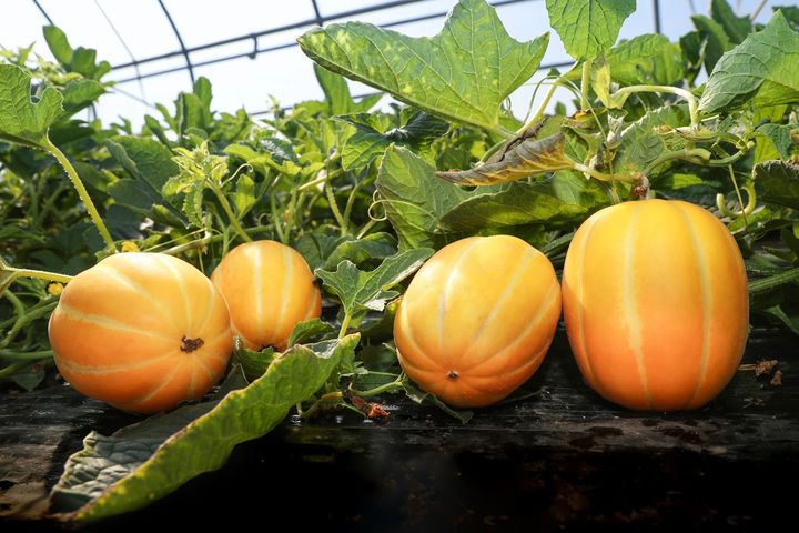 [예천=뉴시스] 예천참외 (사진=예천군 제공) 2026.02.24. photo@newsis.com *재판매 및 DB 금지