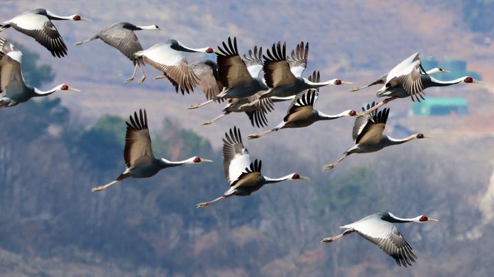 [창원=뉴시스] 강경국 기자 = 경남 창원시 의창구 주남저수지에서 비행하는 재두루미. (사진=창원시청 제공). 2026.02.24. photo@newsis.com *재판매 및 DB 금지