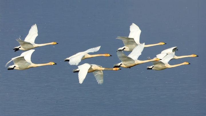 [창원=뉴시스] 강경국 기자 = 경남 창원시 의창구 주남저수지에서 비행하는 큰고니. (사진=창원시청 제공). 2026.02.24. photo@newsis.com *재판매 및 DB 금지