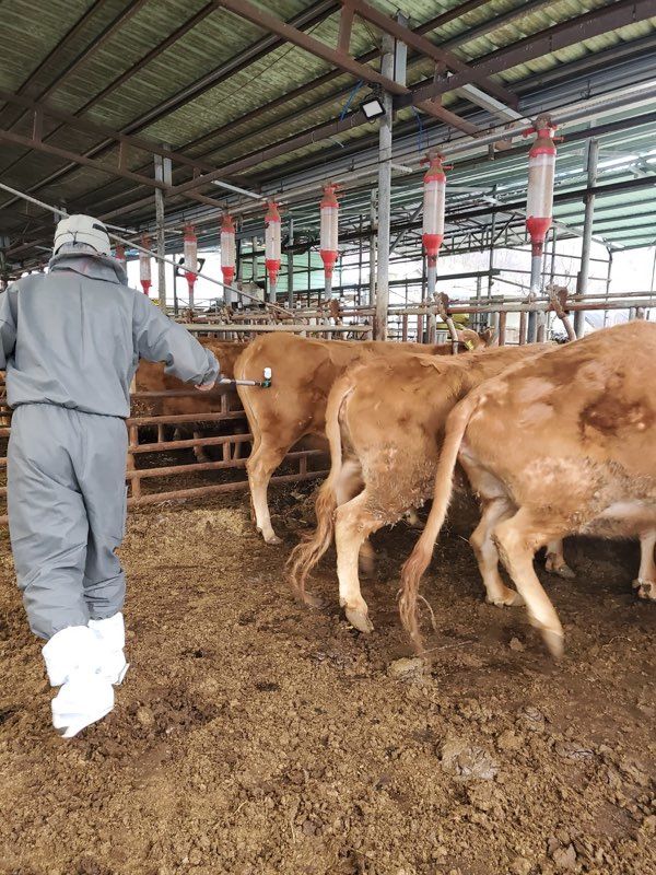 보은군 구제역 차단 일제접종 *재판매 및 DB 금지
