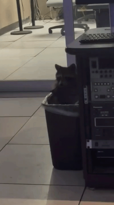 "쓰레기통 뒤지다 딱 걸렸다"…美 방송국에 숨어 산 라쿤 '화제'(영상)