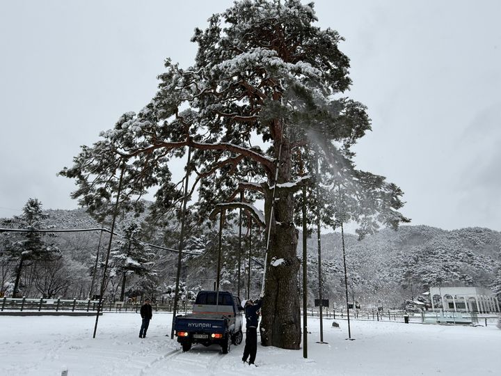 속리산 정이품송 제설작업 *재판매 및 DB 금지