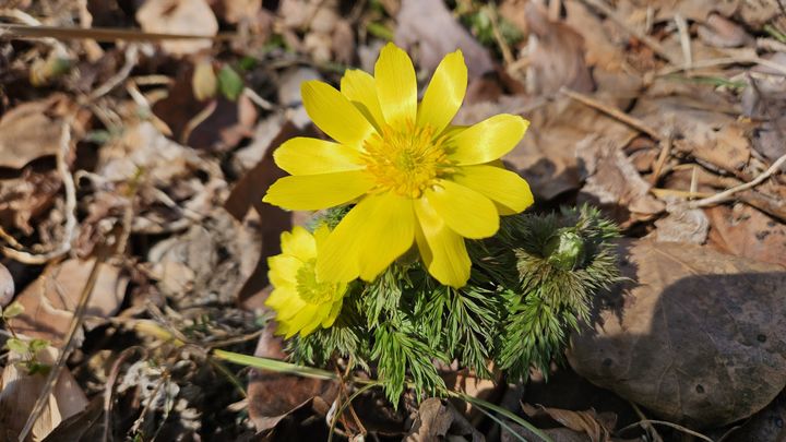 [광주=뉴시스] 무등산에 핀 복수초. (사진=국립공원단 무등산국립공원사무소 제공) 2026.02.24. photo@newsis.com *재판매 및 DB 금지