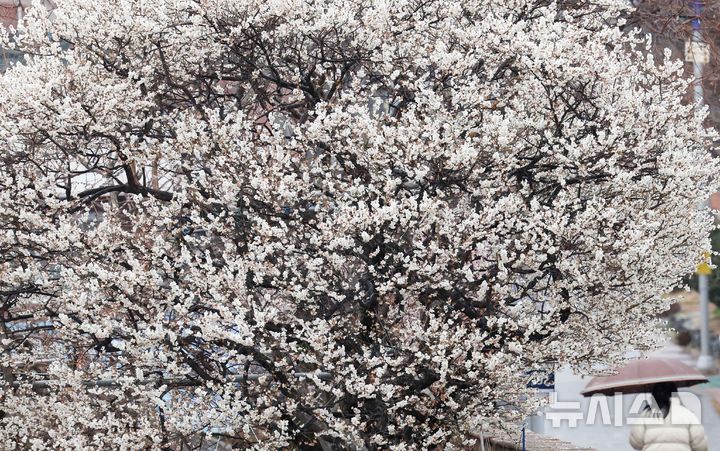 봄을 재촉하는 비 [뉴시스Pic]