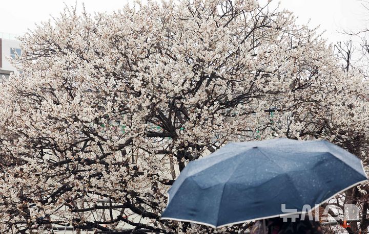  [부산=뉴시스] 하경민 기자 = 봄을 재촉하는 비가 내린 24일 부산 수영구의 한 주택가에서 우산을 쓴 시민이 만개한 매화나무 아래를 지나고 있다. 2026.02.24. yulnetphoto@newsis.com