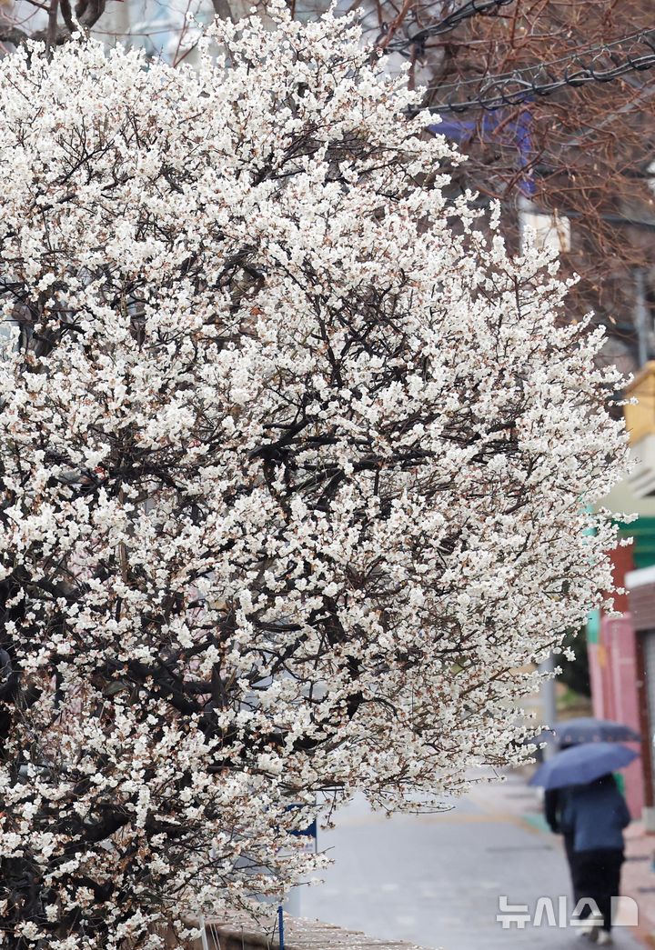  [부산=뉴시스] 하경민 기자 = 봄을 재촉하는 비가 내린 24일 부산 수영구의 한 주택가에서 우산을 쓴 시민이 만개한 매화나무 아래를 지나고 있다. 2026.02.24. yulnetphoto@newsis.com