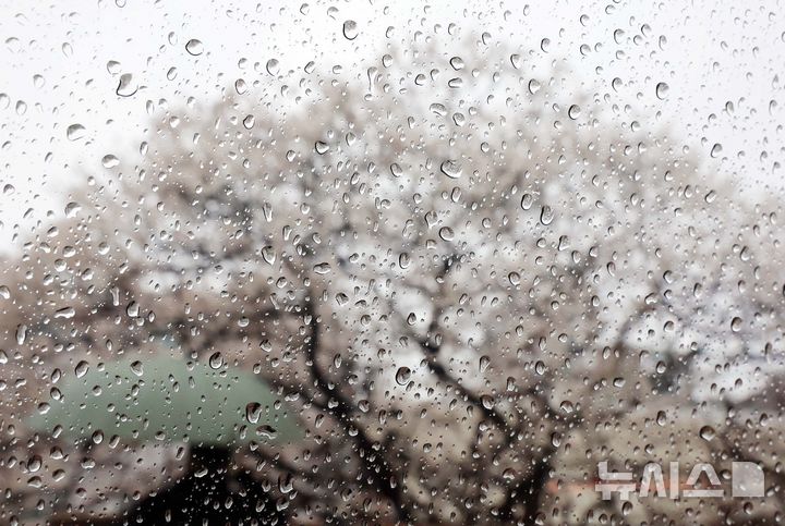  [부산=뉴시스] 하경민 기자 = 봄을 재촉하는 비가 내린 24일 부산 수영구의 한 주택가에서 우산을 쓴 시민이 만개한 매화나무 아래를 지나고 있다. 2026.02.24. yulnetphoto@newsis.com