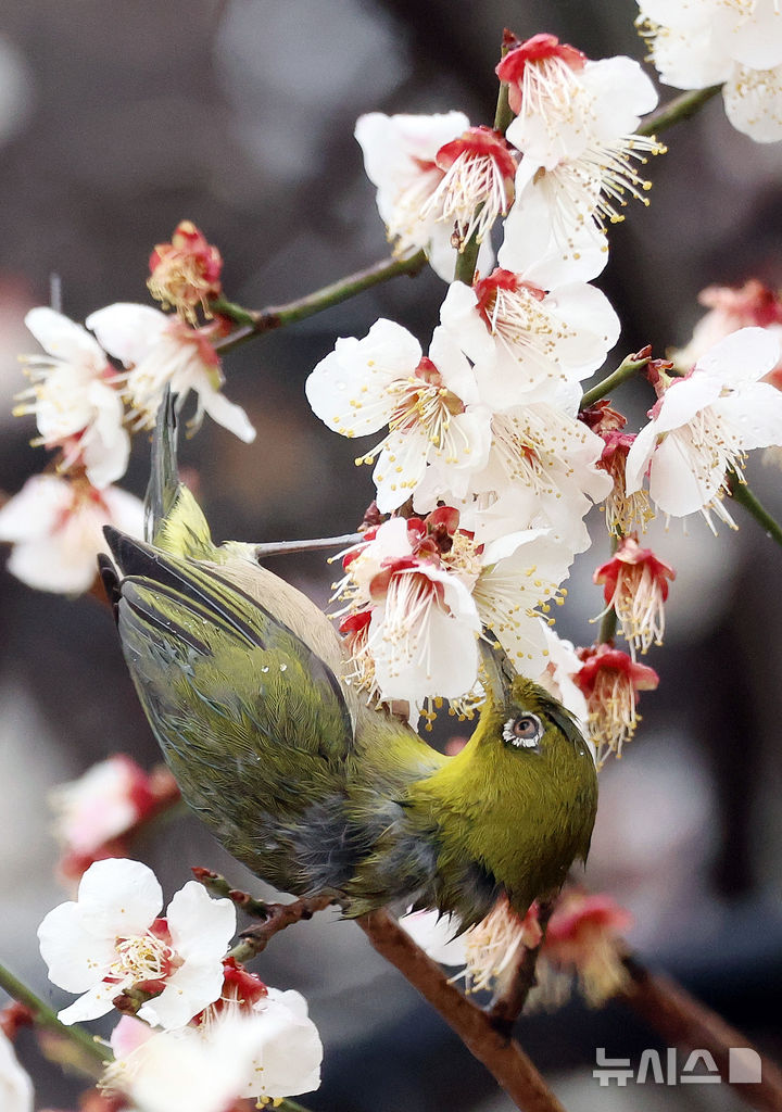  [부산=뉴시스] 하경민 기자 = 봄을 재촉하는 비가 내린 24일 부산 수영구 수영사적공원을 찾은 동박새가 활짝 핀 매화나무에서 먹이활동을 하고 있다. 2026.02.24. yulnetphoto@newsis.com