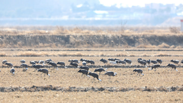 [서산=뉴시스] 지난 10일 천수만을 찾은 국제보호종 흑두루미들이 천수만의 한 논에서 먹이 활동을 하고 있다. (사진=서산버드랜드사업소 제공) 2026.02.25. photo@newsis.com *재판매 및 DB 금지
