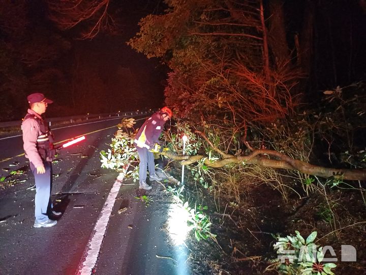 [제주=뉴시스] 25일 오전 제주 서귀포시 남원읍에서 강풍에 의해 나무가 쓰러져 소방당국이 안전조치를 하고 있다. (사진=제주소방안전본부 제공) 2026.02.25. photo@newsis.com 