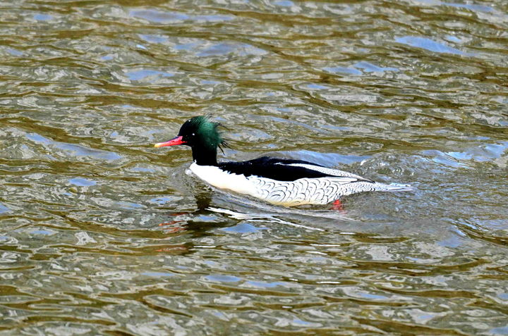성동구 중랑천서 멸종 위기 호사비오리 3년 연속 확인
