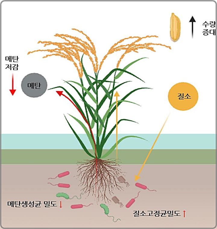 [대전=뉴시스] 저메탄 벼 '감탄'의 유전자–미생물 상호작용 모식도. 감탄의 GS3 유전자가 뿌리 주변에 메탄을 만드는 나쁜 균의 밀도는 낮추고 반대로 공기 중 질소를 비료성분으로 바꿔주는 '질소고정균'과 메탄을 잡아먹는 '메탄산화균'의 밀도를 높인다.(사진=생명연구원 제공) *재판매 및 DB 금지