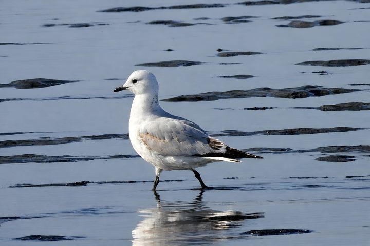[서천=뉴시스] 서천 월포갯벌에서 발견된 고대갈매기. (사진= 공강희·이예순씨, 서천군지속가능발전협의회 제공) 2026.02.25.   *재판매 및 DB 금지