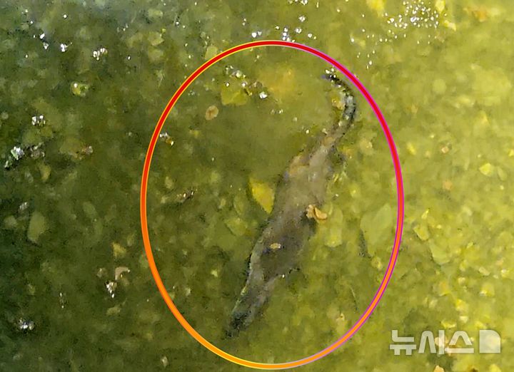 [괴산=뉴시스] 지난 24일 충북 괴산군 동진천에서 포착된 수달 (사진= 괴산군 제공) 2026.02.25. photo@newsis.com  *재판매 및 DB 금지