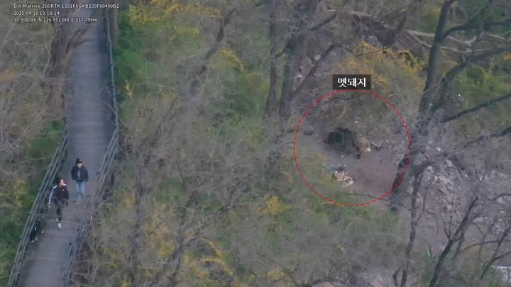 [세종=뉴시스] 드론으로 촬영한 멧돼지 출몰 영상. 지난해 4월 18일 오후 7시께 민가에서 버린 음식물 쓰레기를 먹는 멧돼지와 그 옆을 지나가는 시민들이 보이고 있다. (사진=기후에너지환경부 제공) 2026.02.25. photo@newsis.com *재판매 및 DB 금지