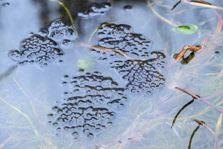 [서귀포=뉴시스] 흐린 날씨를 보인 25일 제주 서귀포시 상효동 국립산림과학원 난대아열대산림연구소 내 연못에서 큰산개구리가 산란 활동을 하고 있다. (사진=난대아열대산림연구소 제공) 2026.02.25. photo@newsis.com *재판매 및 DB 금지