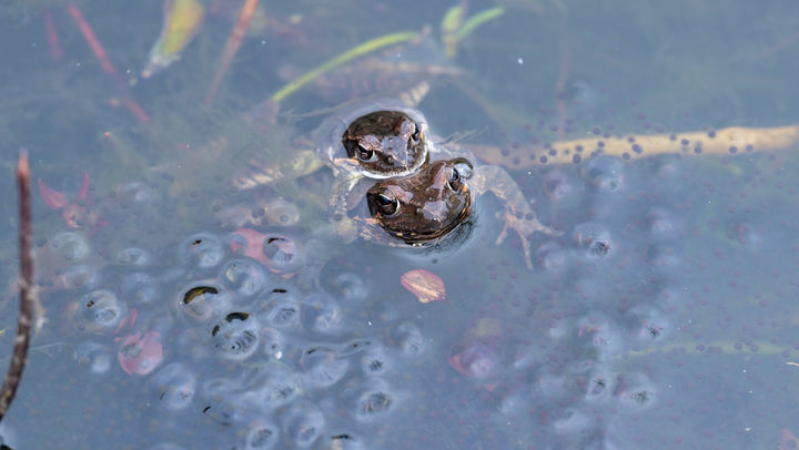 [서귀포=뉴시스] 흐린 날씨를 보인 25일 제주 서귀포시 상효동 국립산림과학원 난대아열대산림연구소 내 연못에서 큰산개구리가 산란 활동을 하고 있다. (사진=난대아열대산림연구소 제공) 2026.02.25. photo@newsis.com *재판매 및 DB 금지