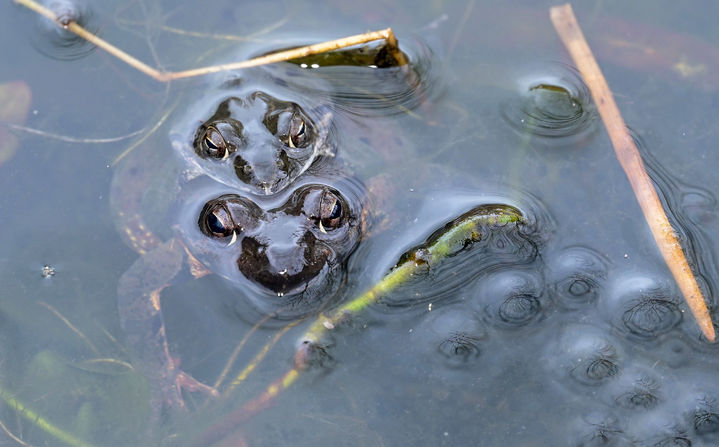 [서귀포=뉴시스] 흐린 날씨를 보인 25일 제주 서귀포시 상효동 국립산림과학원 난대아열대산림연구소 내 연못에서 큰산개구리가 산란 활동을 하고 있다. (사진=난대아열대산림연구소 제공) 2026.02.25. photo@newsis.com *재판매 및 DB 금지