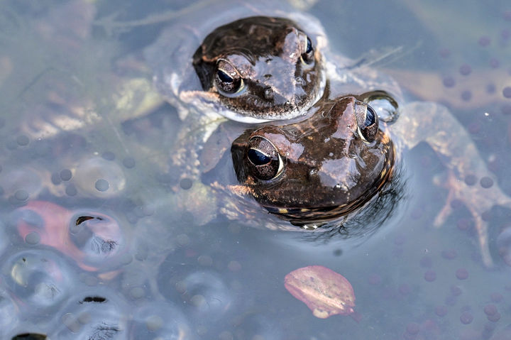 [서귀포=뉴시스] 흐린 날씨를 보인 25일 제주 서귀포시 상효동 국립산림과학원 난대아열대산림연구소 내 연못에서 큰산개구리가 산란 활동을 하고 있다. (사진=난대아열대산림연구소 제공) 2026.02.25. photo@newsis.com *재판매 및 DB 금지