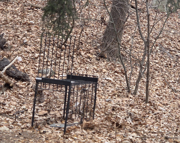 [서울=뉴시스] 야생화된 유기견 구조를 위해 설치된 포획틀. 2026.02.26. (사진=서울시 제공) *재판매 및 DB 금지