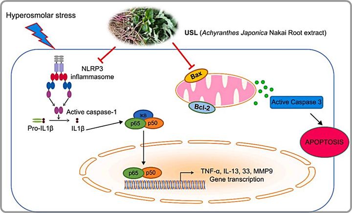 [대전=뉴시스] 우슬 추출물의 염증 및 세포사멸 억제 기전.(사진=한의학연구원 제공) *재판매 및 DB 금지