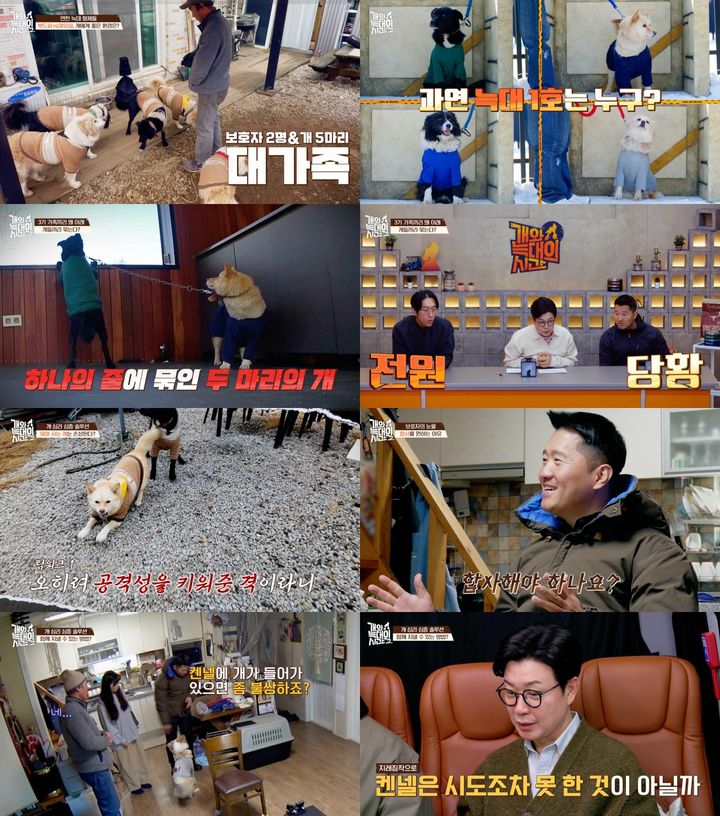 [서울=뉴시스] 반려견 훈련사 강형욱이 다견 가정의 행동 교정 솔루션을 진행했다. (사진=채널A) 2026.02.26. photo@newsis.com *재판매 및 DB 금지