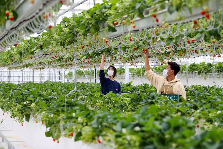 [밀양=뉴시스] 스마트팜혁신밸리에서 고품질 딸기를 수확하고 있다. (사진= 밀양시 제공) 2026.02.26. photo@newsis.com *재판매 및 DB 금지