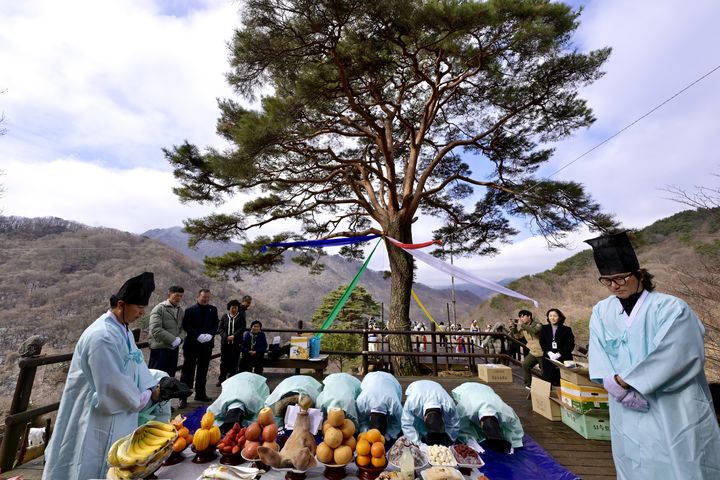[남원=뉴시스] 26일 남원 산내면 와운마을에서 열린 '지리산 천년송 당산제', 마을 주민들이 '할아씨소나무' 앞에서 제를 올리고 있다. *재판매 및 DB 금지