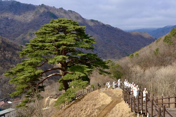 [남원=뉴시스] 26일 남원 산내면 와운마을에서 열린 '지리산 천년송 당산제', 산내농악대가 당산제의 시작을 알리며 천연기녀물 '할매소나무' 옆을 지나고 있다. *재판매 및 DB 금지