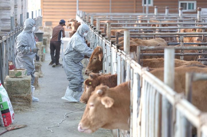 경산시, 소·염소 구제역 백신 일제접종 (사진=경산시 제공) *재판매 및 DB 금지