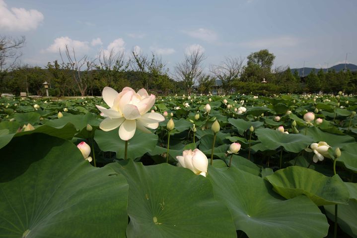 경기 양평군 ‘세미원’의 연꽃,. (사진=한국관광공사) *재판매 및 DB 금지