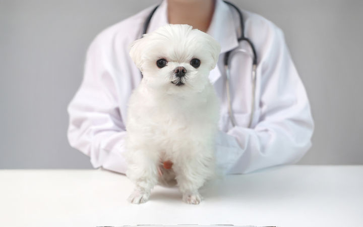 "가슴에 코를 대더니"…반려견 덕에 유방암 조기 발견한 美 30대