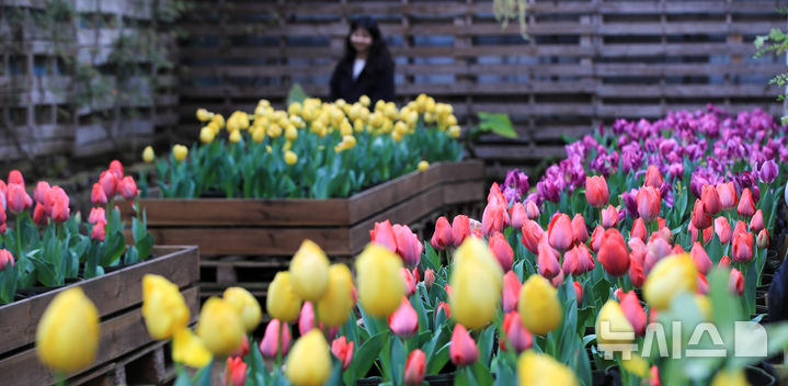 [서귀포=뉴시스] 우장호 기자 = 흐린 날씨를 보인 26일 오전 제주 서귀포시 표선면 보롬왓 실내 정원에 봄의 전령 튤립꽃이 활짝 피어나 관람객의 시선을 사로 잡고 있다. 2026.02.26. woo1223@newsis.com