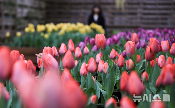 [서귀포=뉴시스] 우장호 기자 = 흐린 날씨를 보인 26일 오전 제주 서귀포시 표선면 보롬왓 실내 정원에 봄의 전령 튤립꽃이 활짝 피어나 관람객의 시선을 사로 잡고 있다. 2026.02.26. woo1223@newsis.com